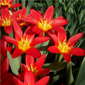 Tulip (Dwarf) 'Scarlet Baby' Loose Per 10 Bulbs.